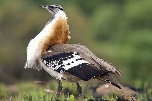 Denham's Bustard